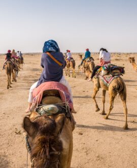 Camel Safari